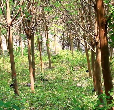 Rubber Plantation, Sipsongpanna 1