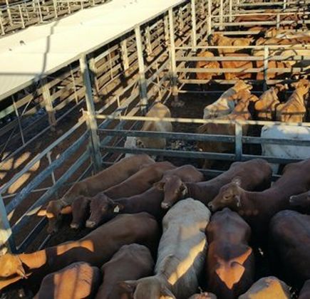 Roma Cattle Saleyards 1