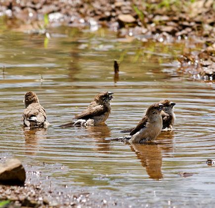 Koyna Wildlife Sanctuary 1