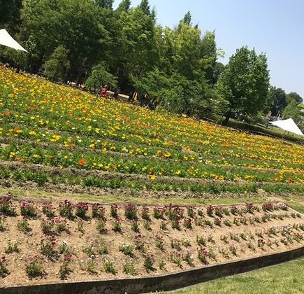 Tondabayashi Savor Farm 1