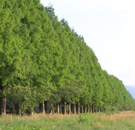 Metasequoia Namiki 1