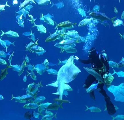 National Museum of Marine Biology and Aquarium 1