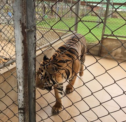 Damnoen Saduak Tiger Zoo 1