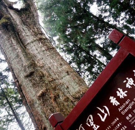 Alishan National Forest Recreation Area 1