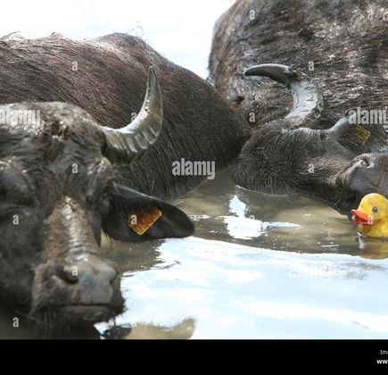 De Stoerderij Waterbuffels 1