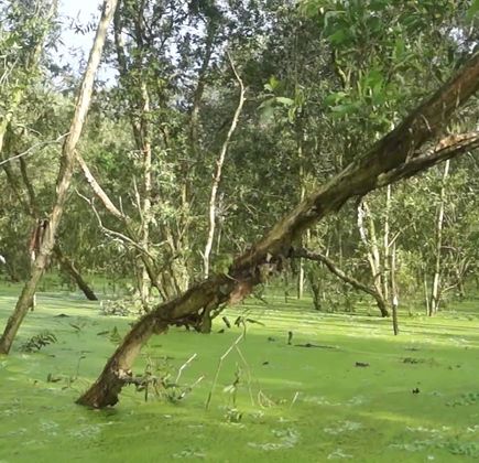 Tra Su Bird Sanctuary 1