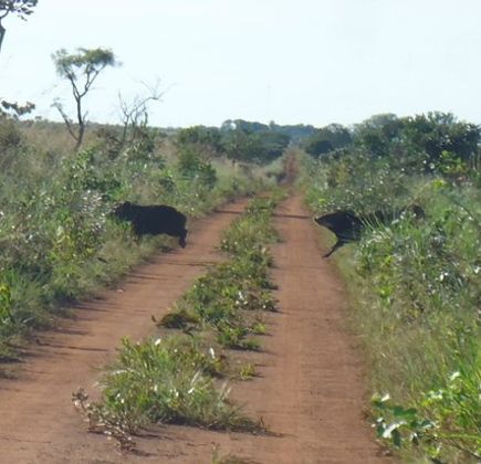 Parque Nacional das Emas 1