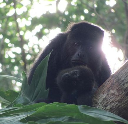Community Baboon Sanctuary 1