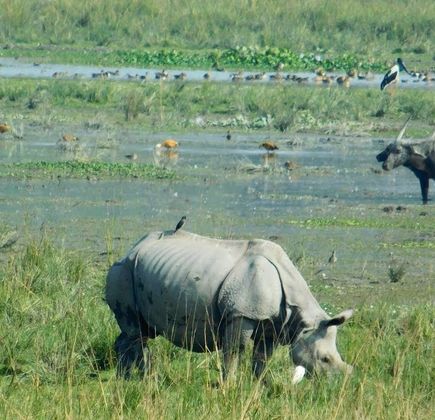 Pobitora Wildlife Sanctuary 1