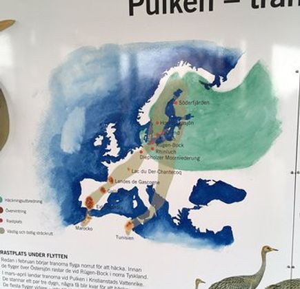 Pulken 1