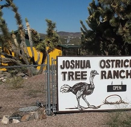 Joshua Tree Ostrich Ranch and Guest House 1