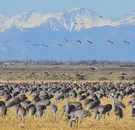 Monte Vista National Wildlife Refuge 1