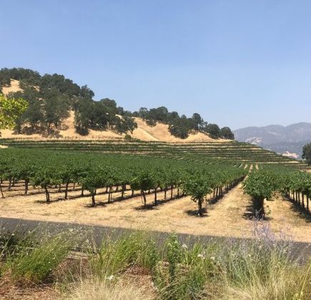 Nelson Family Vineyards 1