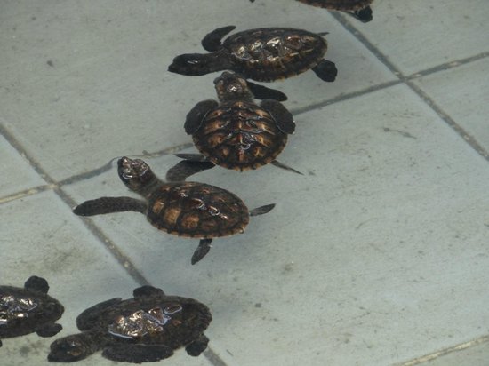 Sea Turtle Conservation Center, Sattahip