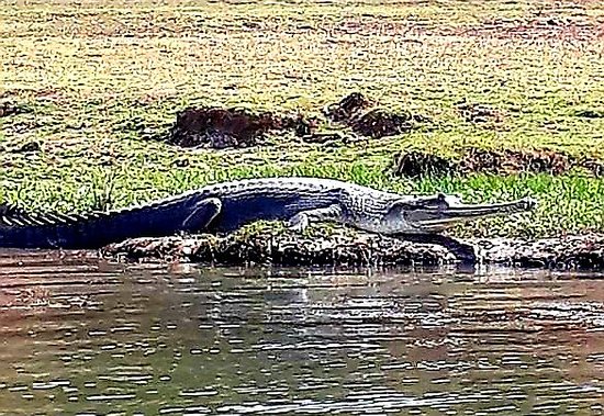 National Chambal Sanctuary