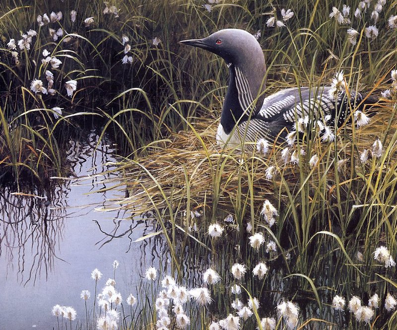 Robert Fletcher Wildlife Artist Studio & Aviaries