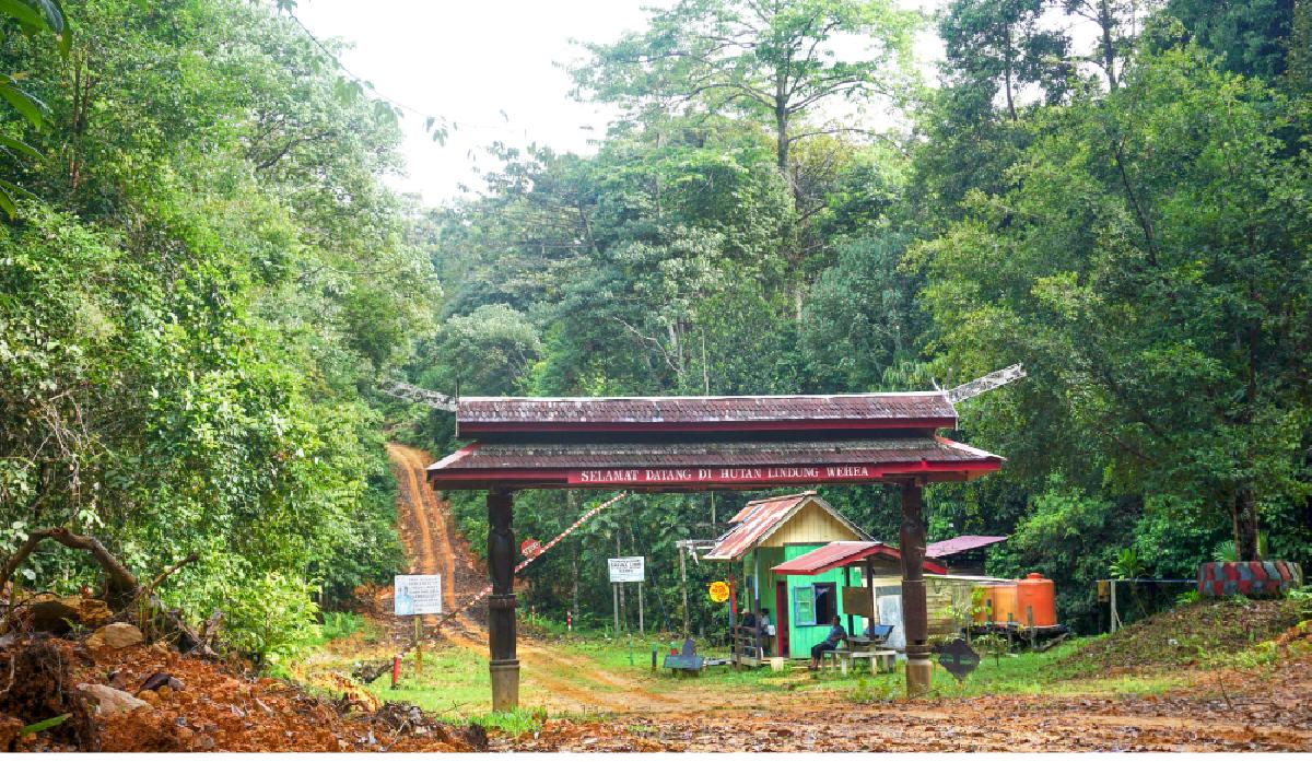 Wehea Forest