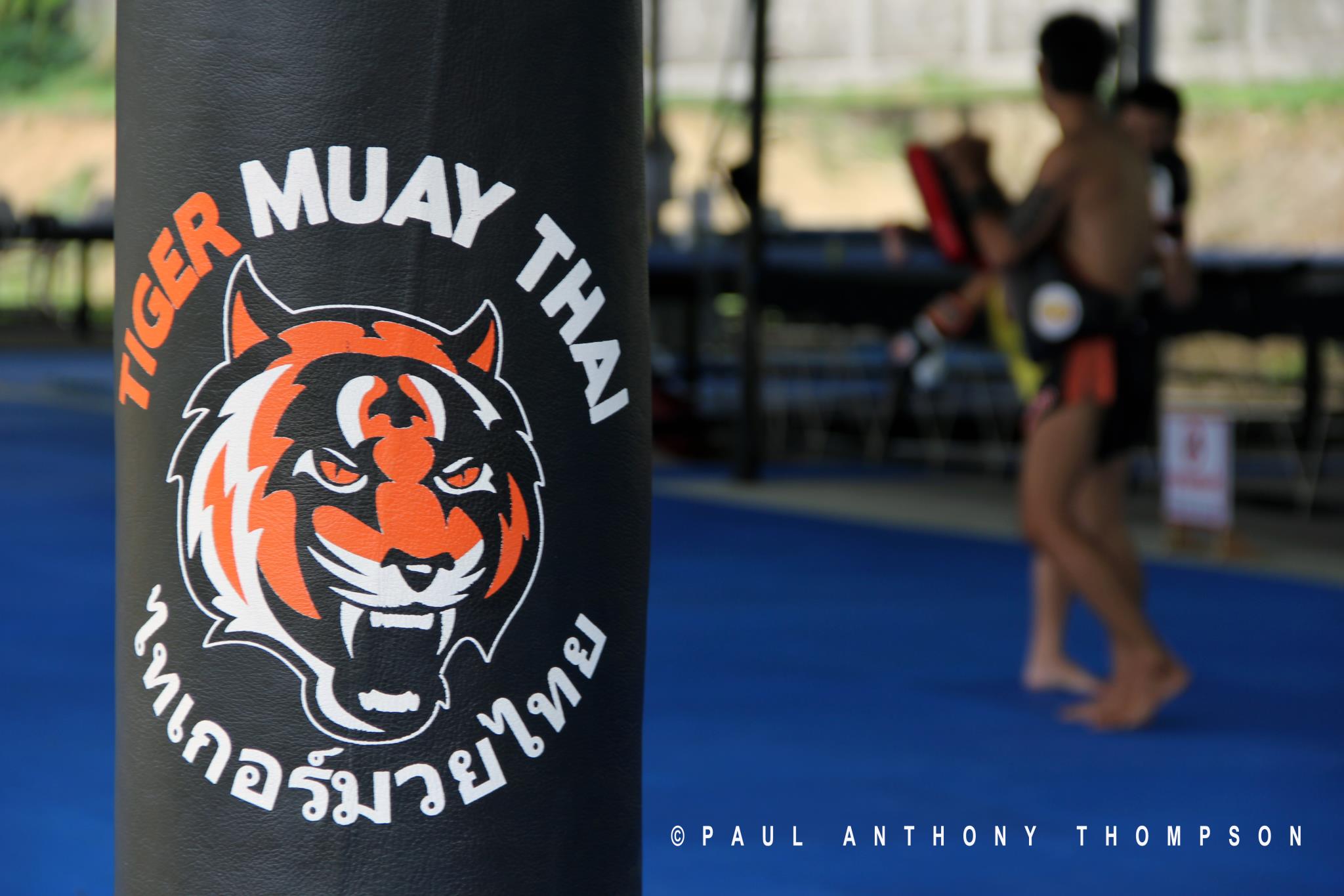 Tiger Muay Thai And MMA Training Camp, Chiang Mai