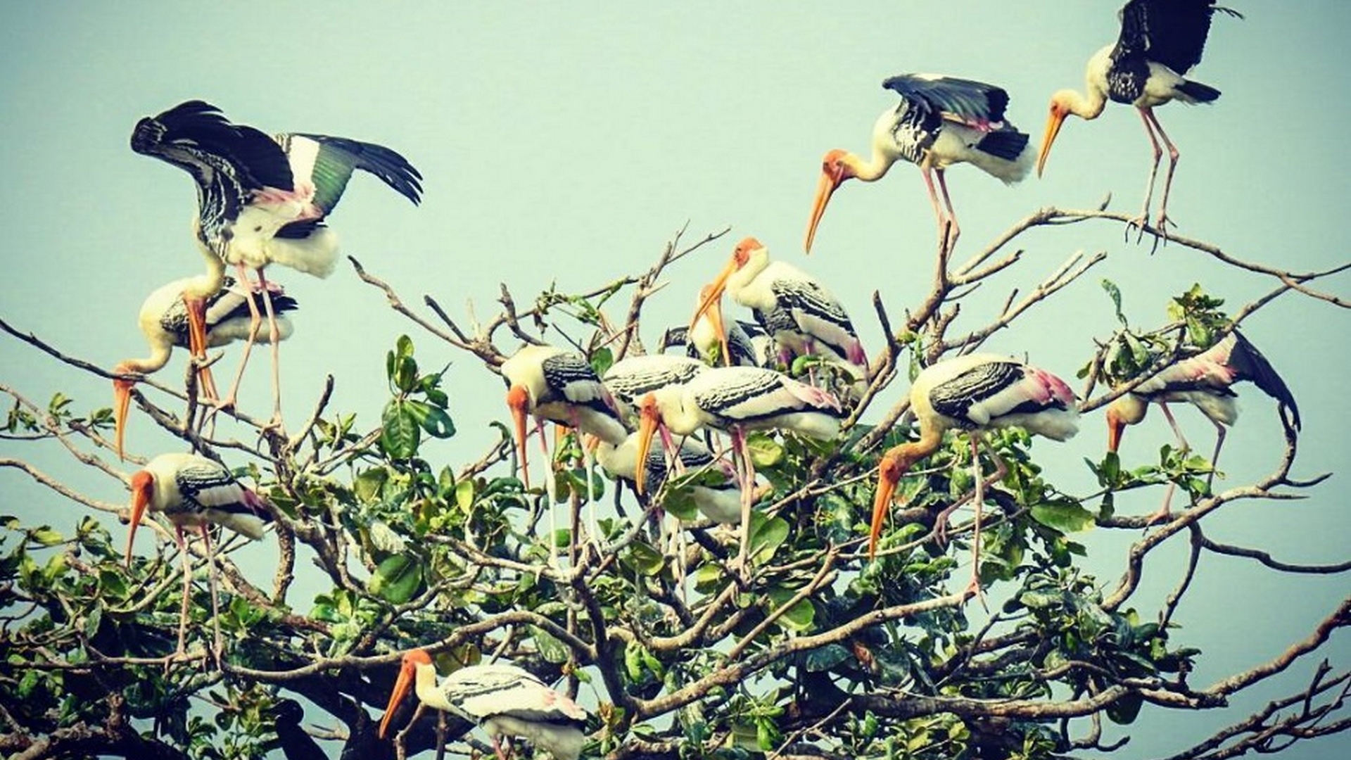 Kumarakom Bird Sanctuary