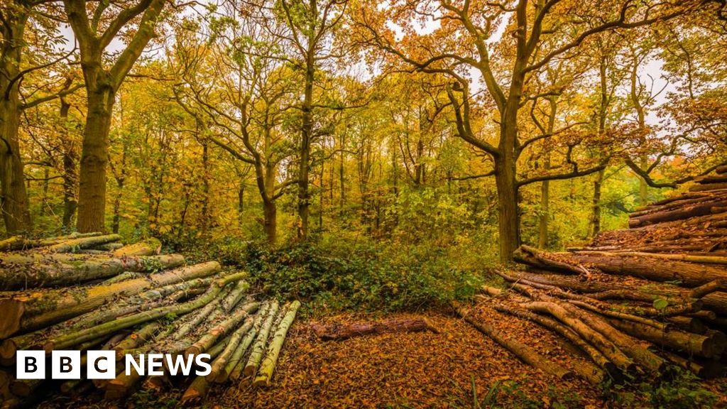 Wytham Woods