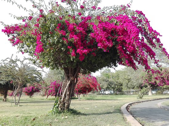 Bougainvillea Garden
