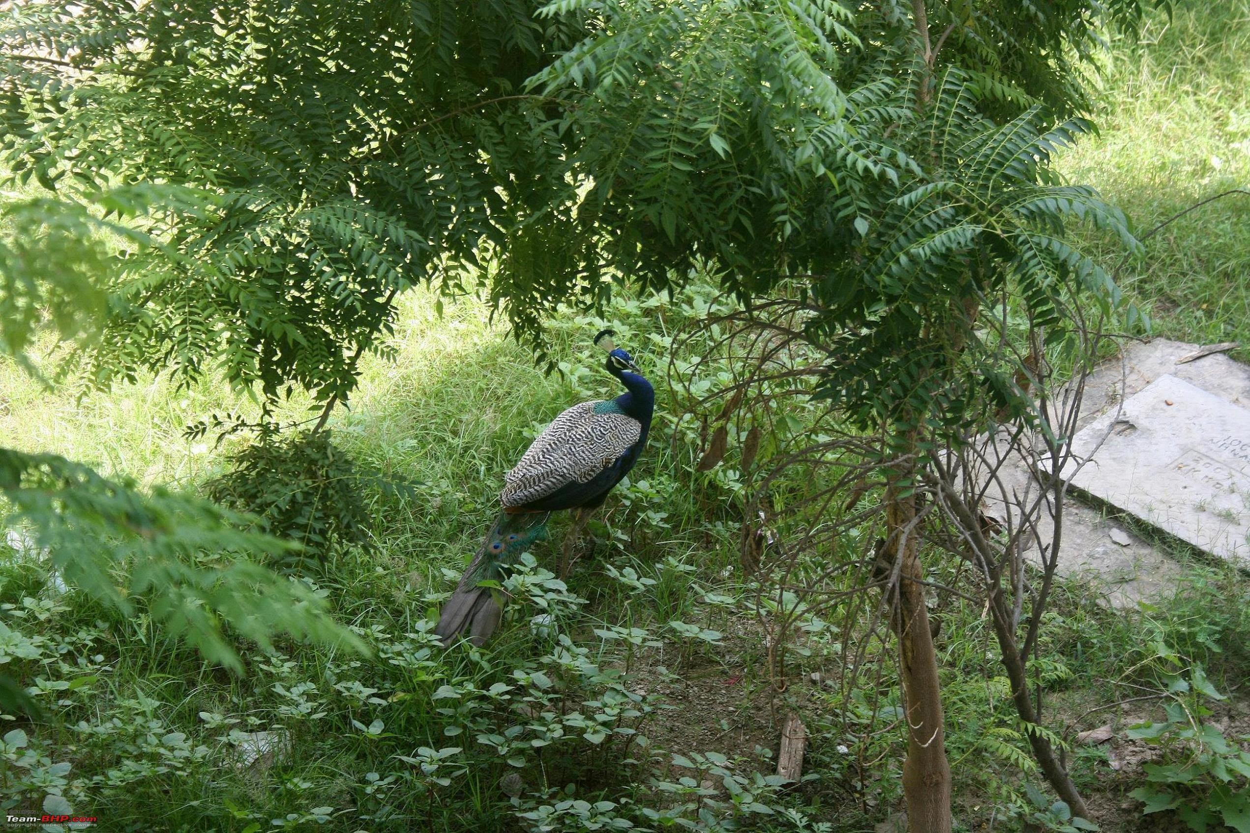 Dahl Wildlife Sanctuary