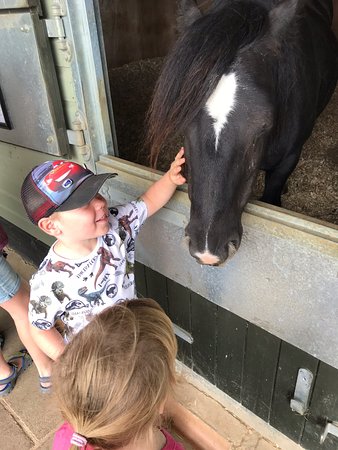 The Horse Trust