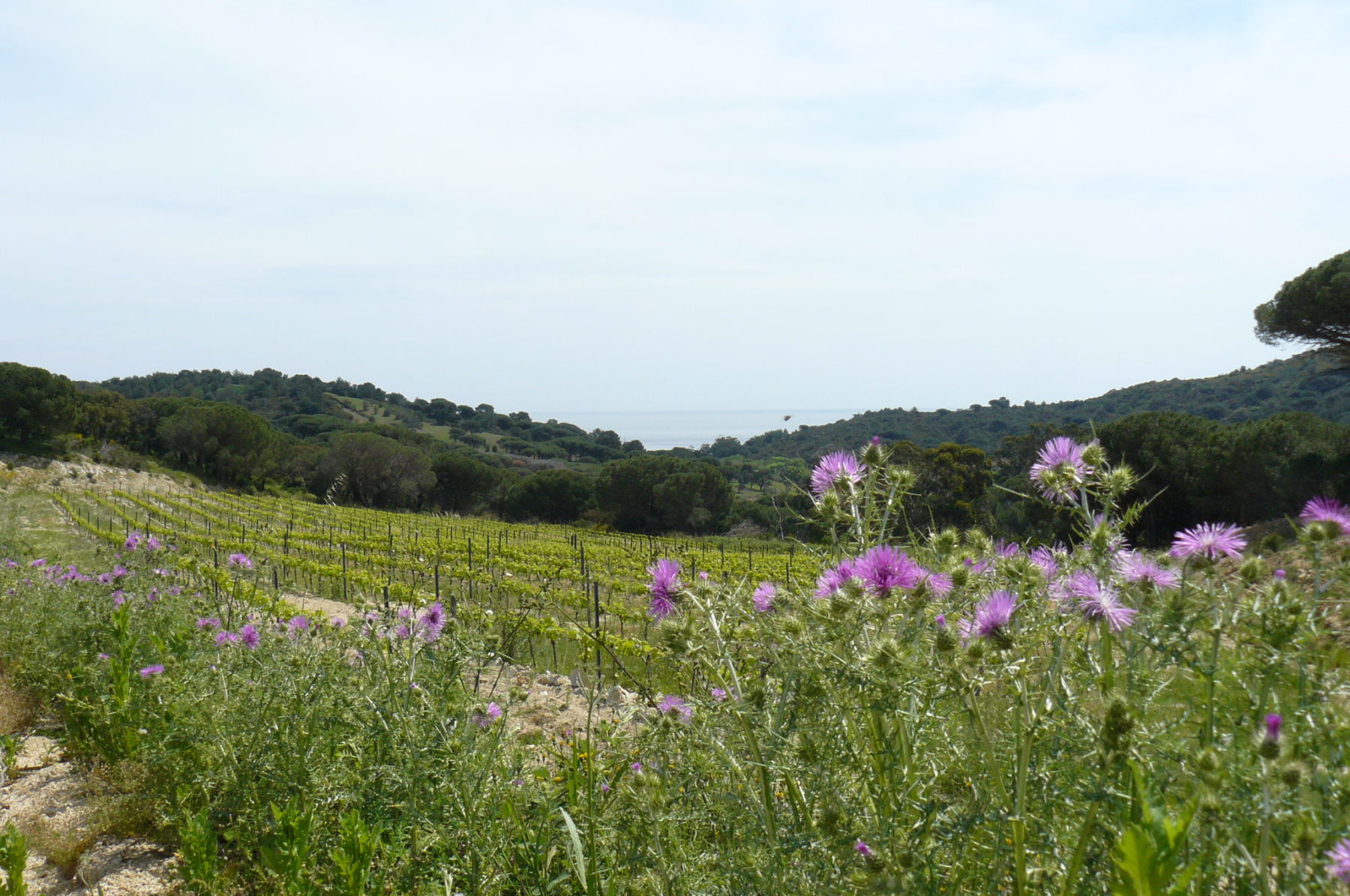 Domaine La Tourraque