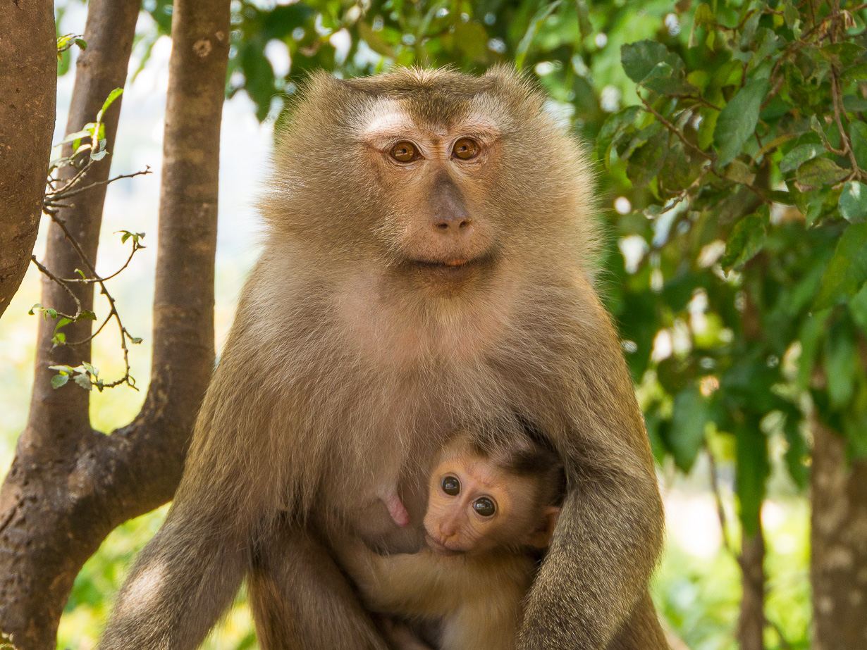 Monkey Hill