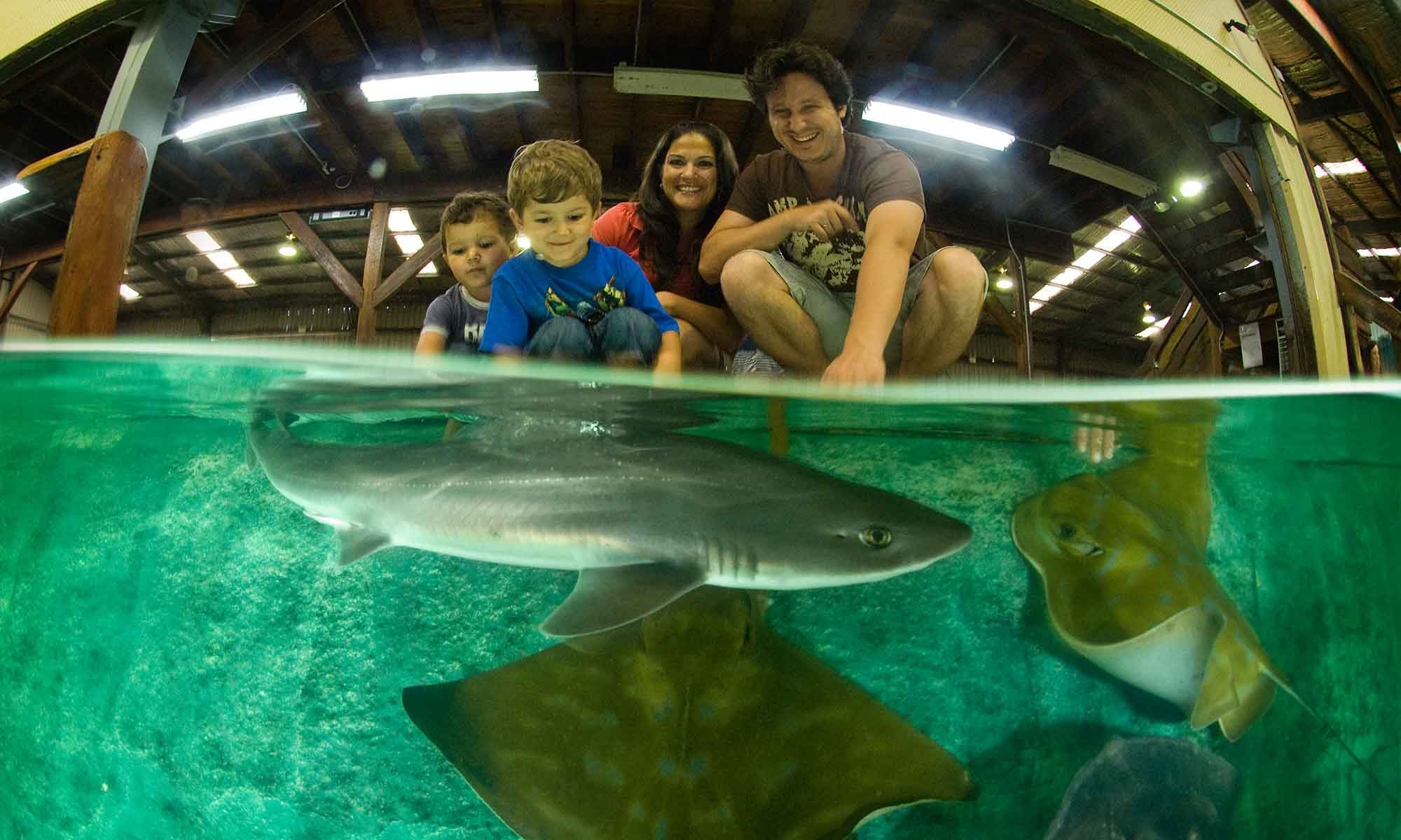 Irukandji Shark & Ray Encounters