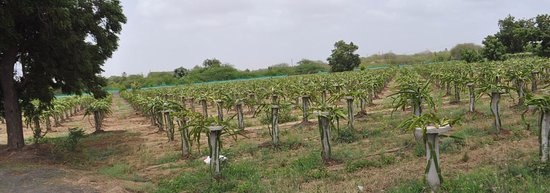 Vasupujya Dragon Fruit Farm