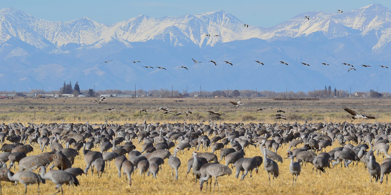 Monte Vista National Wildlife Refuge